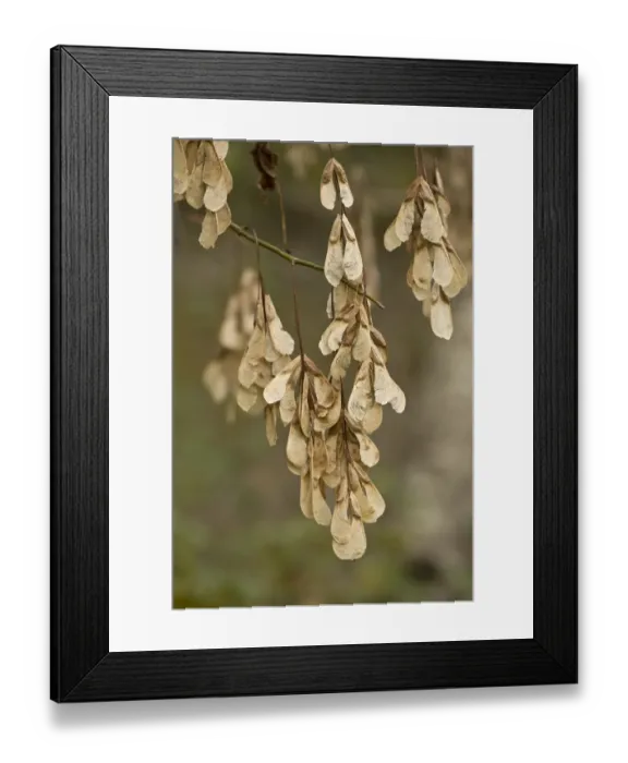 Framed Print : Box Elder (Acer negundo) introduced species, close-up of fruit, Dordogne, France, November Framed Print : Box Elder (Acer negundo) introduced species, close-up of fruit, Dordogne, France, November