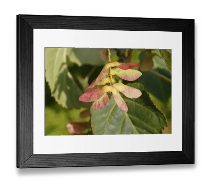 Framed Print : Pere Davids Maple (Acer davidii) close-up of winged seedpods, in garden, Suffolk, England, August Framed Print : Pere Davids Maple (Acer davidii) close-up of winged seedpods, in garden, Suffolk, England, August