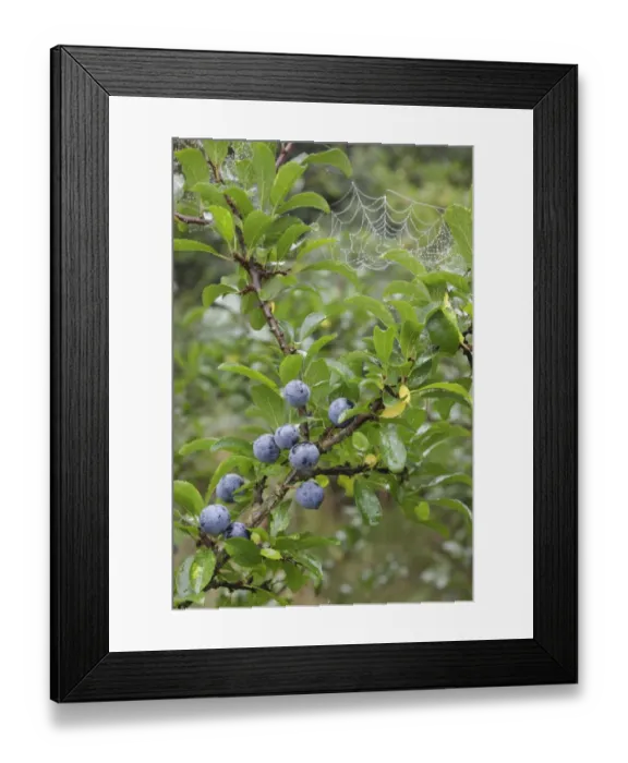 Framed Print : Blackthorn (Prunus spinosa) close-up of leaves and berries, growing in hedgerow with spider web, West Yorkshire