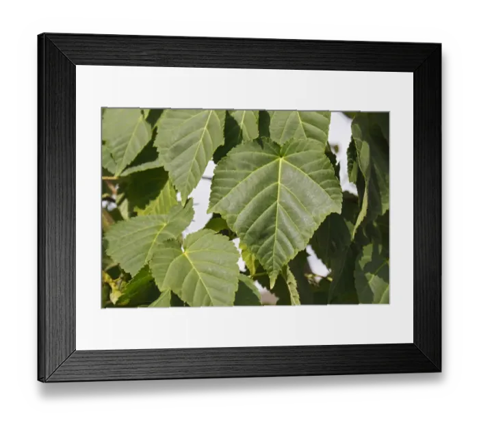 Framed Print : Pere Davids Maple (Acer davidii) close-up of leaves, in garden, Mendlesham, Suffolk, England, August Framed Print : Pere Davids Maple (Acer davidii) close-up of leaves, in garden, Mendlesham, Suffolk, England, August
