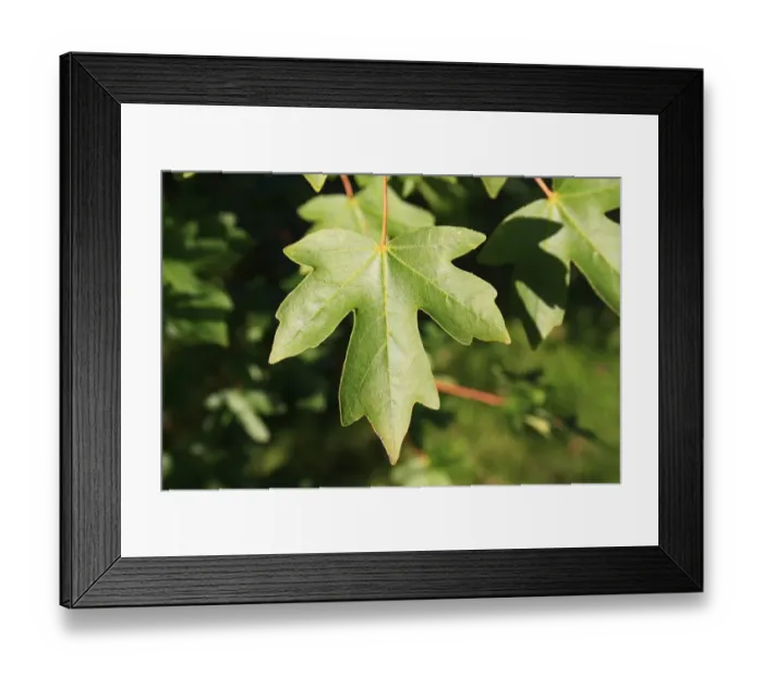 Framed Print : Field Maple (Acer campestre) close-up of leaf, growing in woodland, Vicarage Plantation, Mendlesham, Suffolk, England