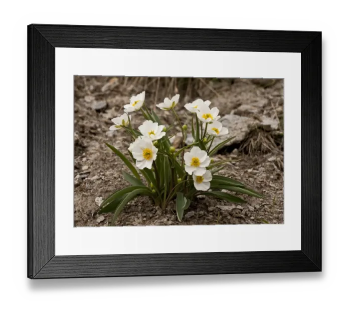 Framed Print : Pyrenean Buttercup (Ranunculus keupferi) flowering, Col Agnel, French Alps, France, June