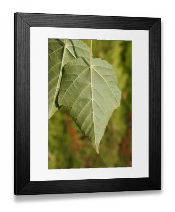 Framed Print : Pere Davids Maple (Acer davidii) close-up of leaf underside, in garden, Suffolk, England, August Framed Print : Pere Davids Maple (Acer davidii) close-up of leaf underside, in garden, Suffolk, England, August