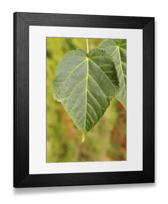 Framed Print : Pere Davids Maple (Acer davidii) close-up of leaf, in garden, Suffolk, England, August