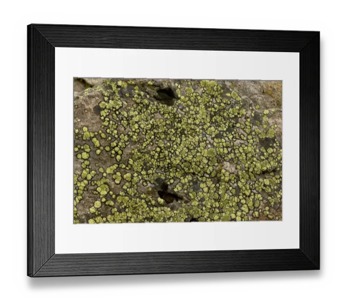 Framed Print : Map Lichen (Rhizocarpon geographicum) growing on rocks, Pontic Mountains, Anatolia, Turkey, July Framed Print : Map Lichen (Rhizocarpon geographicum) growing on rocks, Pontic Mountains, Anatolia, Turkey, July