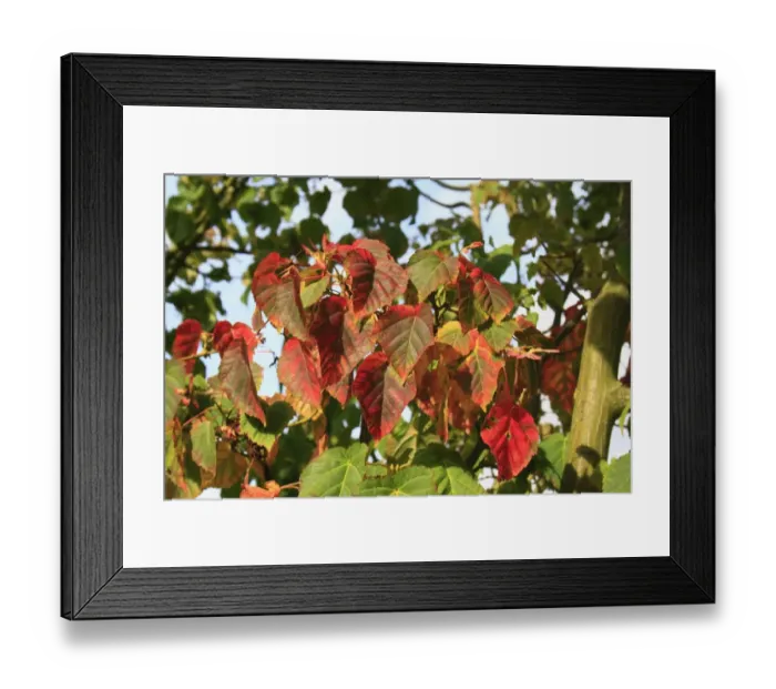 Framed Print : Pere Davids Maple (Acer davidii) close-up of leaves in autumn colour, in garden, Suffolk, England, September Framed Print : Pere Davids Maple (Acer davidii) close-up of leaves in autumn colour, in garden, Suffolk, England, September