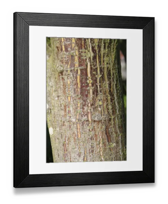Framed Print : Pere Davids Maple (Acer davidii) close-up of trunk, in garden, Suffolk, England, September Framed Print : Pere Davids Maple (Acer davidii) close-up of trunk, in garden, Suffolk, England, September