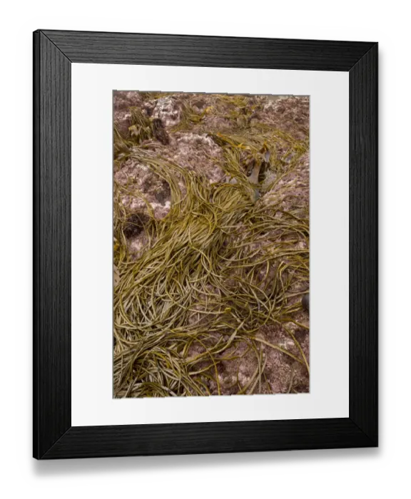 Framed Print : Sea-thong (Himanthalia elongata) exposed on rock at low tide, Devon, England, September Framed Print : Sea-thong (Himanthalia elongata) exposed on rock at low tide, Devon, England, September