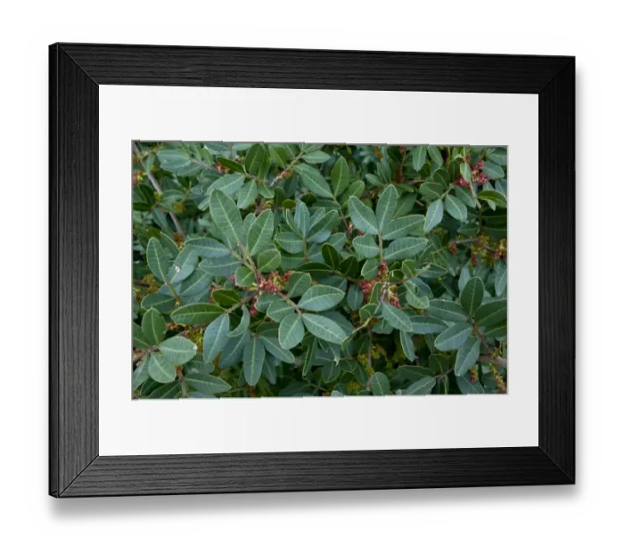 Framed Print : Mastic Tree (Pistacia lentiscus var. chia) close-up of leaves, in cultivation, Chios, Greece, April Framed Print : Mastic Tree (Pistacia lentiscus var. chia) close-up of leaves, in cultivation, Chios, Greece, April
