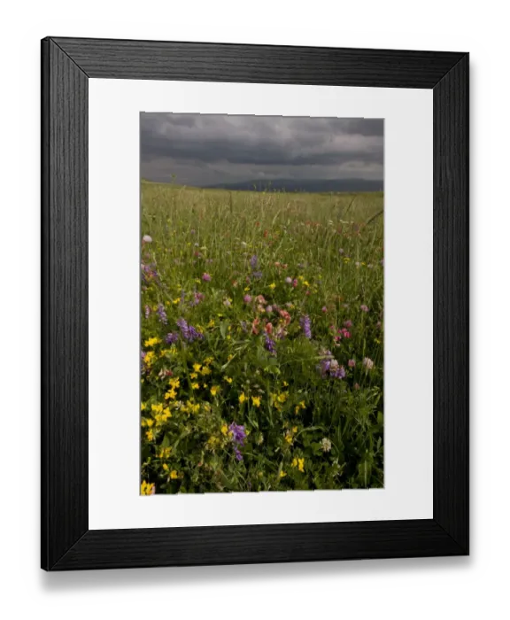 Framed Print : Flowery hay meadow with approaching storm, eastern side of Cam Pass (Cam Gecidi) towards Ardahan, Anatolia, Turkey