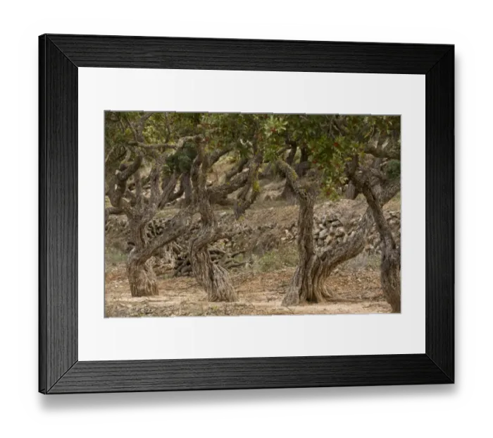 Framed Print : Mastic Tree (Pistacia lentiscus var. chia) trunks, in cultivation, Chios, Greece, April Framed Print : Mastic Tree (Pistacia lentiscus var. chia) trunks, in cultivation, Chios, Greece, April