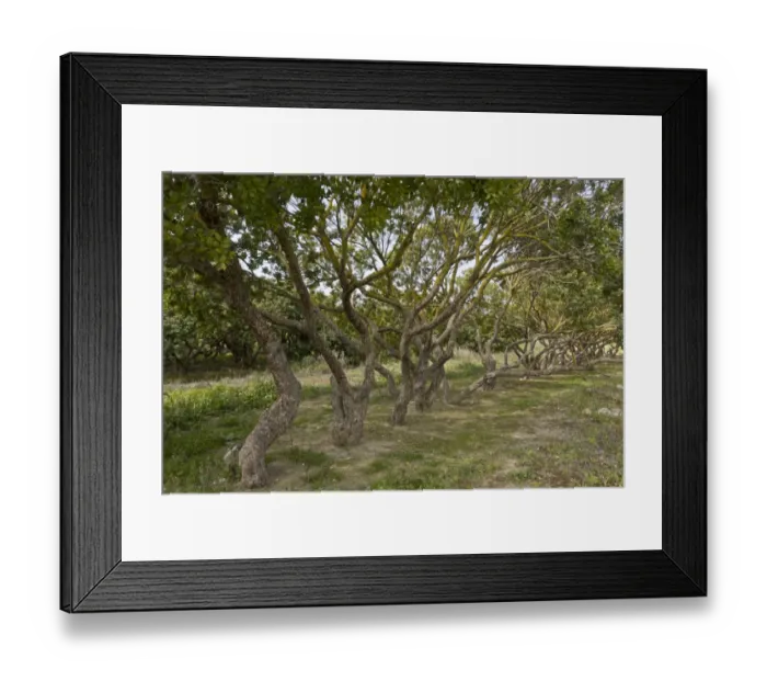 Framed Print : Mastic Tree (Pistacia lentiscus var. chia) habit, in cultivation, Chios, Greece, April