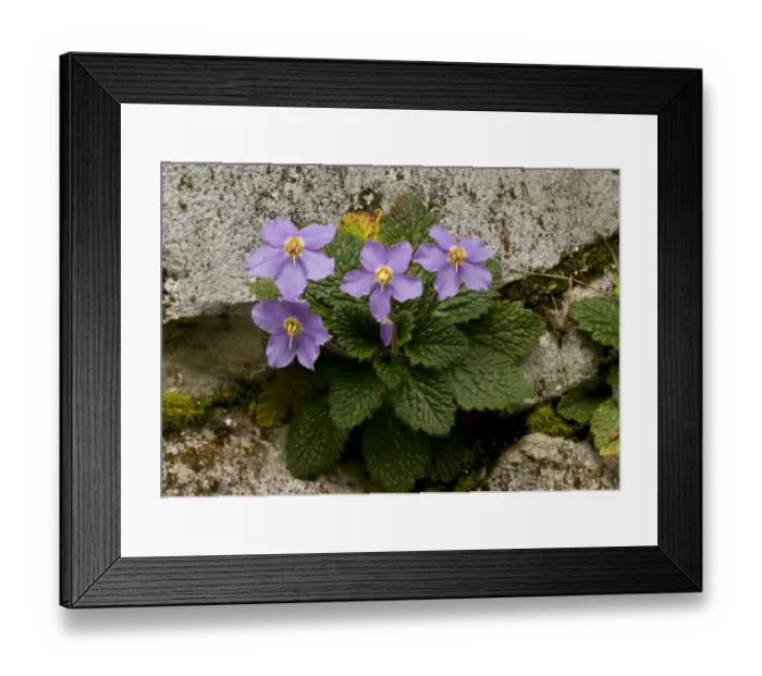 Framed Print : Ramonda (Ramonda pyrenaica) flowering, growing on limestone cliff, French Pyrenees, France, June Framed Print : Ramonda (Ramonda pyrenaica) flowering, growing on limestone cliff, French Pyrenees, France, June