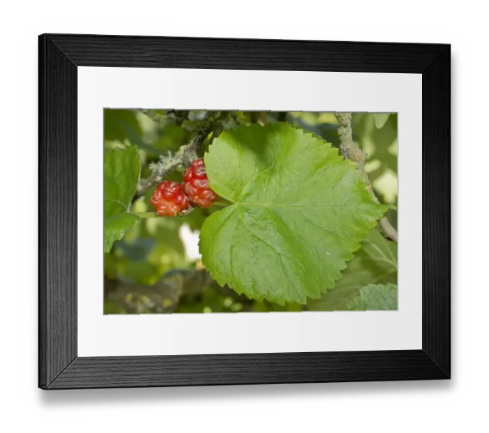 Framed Print : Black Mulberry (Morus nigra) close-up leaf and ripe fruit, September Framed Print : Black Mulberry (Morus nigra) close-up leaf and ripe fruit, September