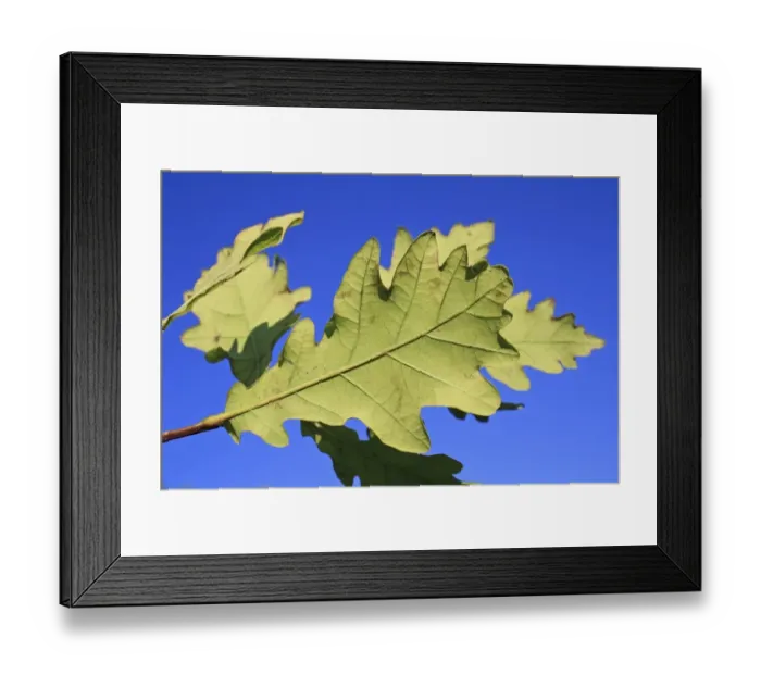 Framed Print : Common Oak (Quercus robur) close-up of leaf underside, Mendlesham, Suffolk, England, September Framed Print : Common Oak (Quercus robur) close-up of leaf underside, Mendlesham, Suffolk, England, September
