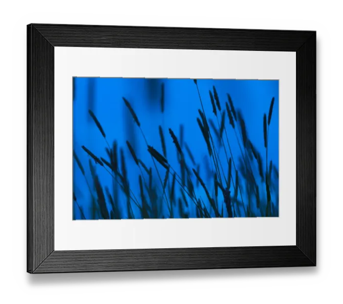 Framed Print : Timothy Grass (Phleum pratense) flowerspikes, silhouetted at twilight, Kent, England, May