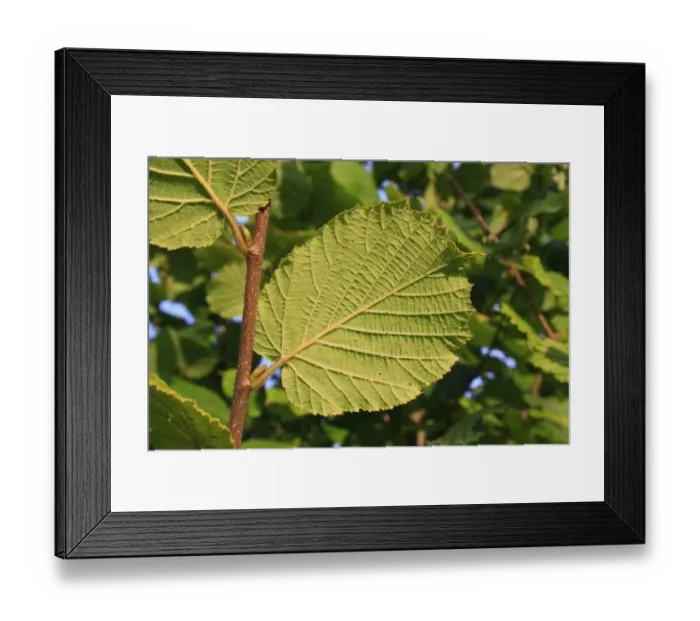 Framed Print : Common Hazel (Corylus avellana) close-up of leaf underside, growing in woodland, Vicarage Plantation, Mendlesham Framed Print : Common Hazel (Corylus avellana) close-up of leaf underside, growing in woodland, Vicarage Plantation, Mendlesham