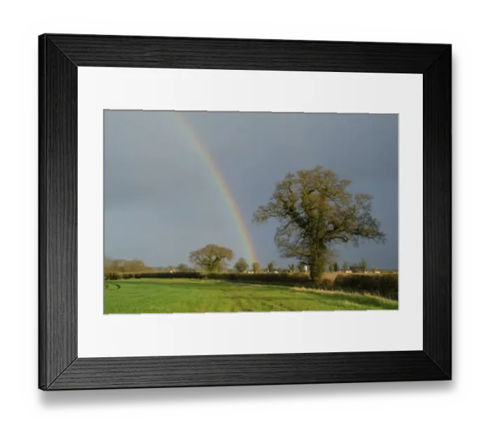 Framed Print : Common Oak (Quercus robur) habit, growing in roadside hedgerow beside arable field, with rainbow and stormclouds Framed Print : Common Oak (Quercus robur) habit, growing in roadside hedgerow beside arable field, with rainbow and stormclouds