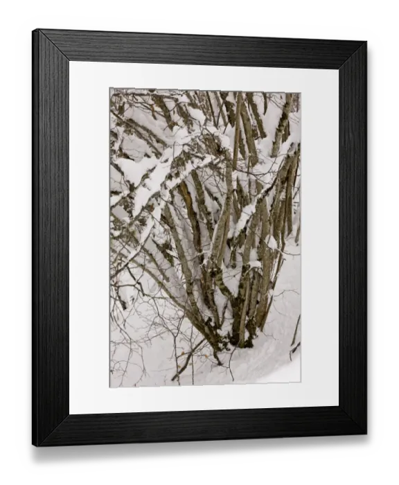 Framed Print : Common Hazel (Corylus avellana) old coppiced stool, covered with snow, Picos de Europa, Cantabrian Mountains, Spain Framed Print : Common Hazel (Corylus avellana) old coppiced stool, covered with snow, Picos de Europa, Cantabrian Mountains, Spain