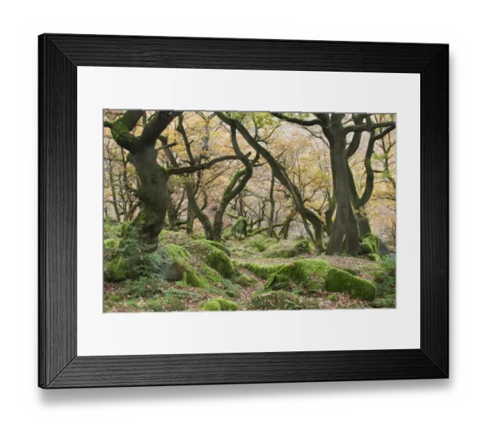 Framed Print : Common Oak (Quercus robur) growing in rocky woodland habitat, Padley Gorge, Dark Peak, Peak District N. P Framed Print : Common Oak (Quercus robur) growing in rocky woodland habitat, Padley Gorge, Dark Peak, Peak District N. P