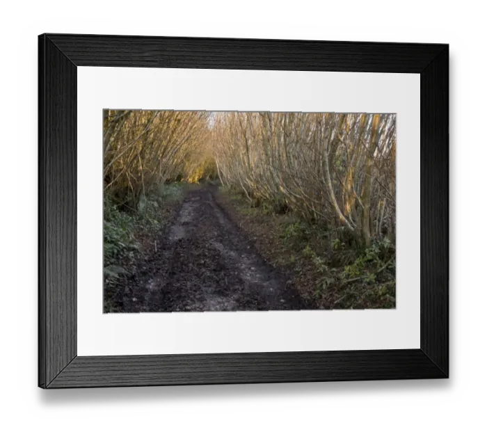 Framed Print : Common Hazel (Corylus avellana) coppice, growing beside old lane, Marywell Lane, Kingcombe, Dorset, England, December Framed Print : Common Hazel (Corylus avellana) coppice, growing beside old lane, Marywell Lane, Kingcombe, Dorset, England, December