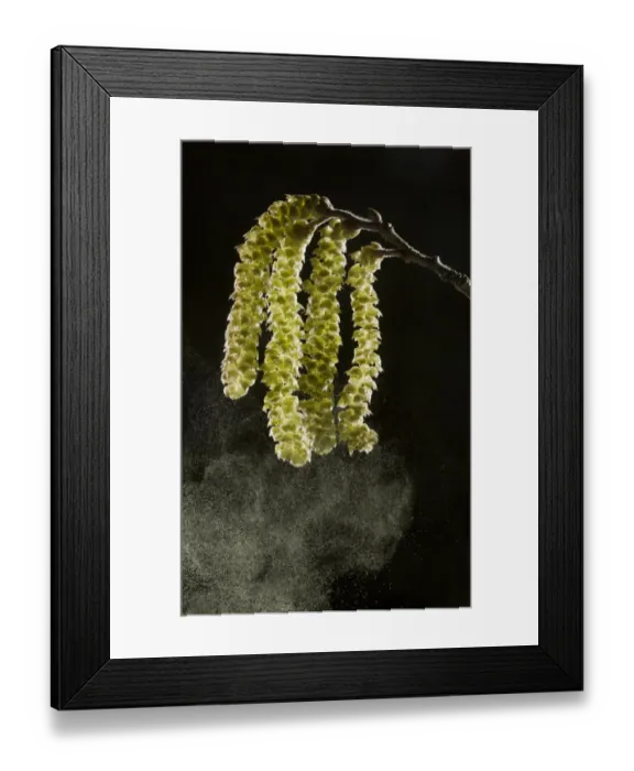 Framed Print : Common Hazel (Corylus avellana) close-up of catkins in early spring, shedding pollen for cross-pollination, Dorset Framed Print : Common Hazel (Corylus avellana) close-up of catkins in early spring, shedding pollen for cross-pollination, Dorset