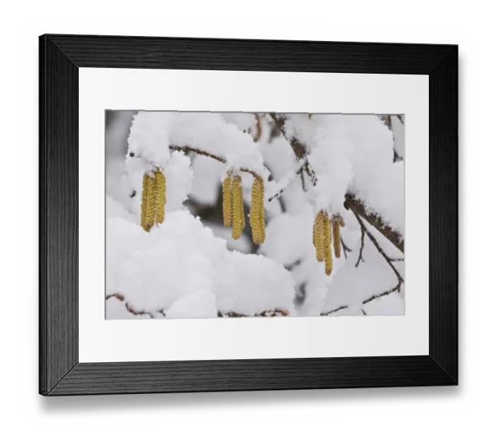 Framed Print : Common Hazel (Corylus avellana) close-up of catkins, covered with snow, Picos de Europa, Cantabrian Mountains, Spain Framed Print : Common Hazel (Corylus avellana) close-up of catkins, covered with snow, Picos de Europa, Cantabrian Mountains, Spain