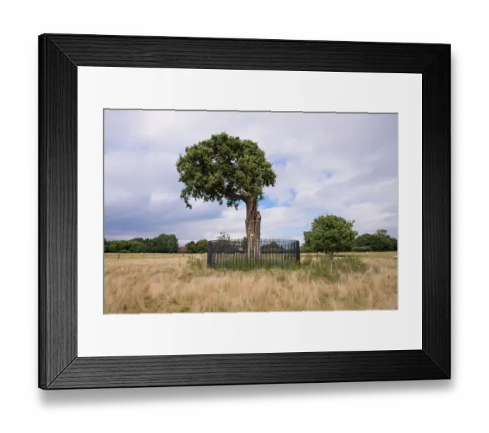 Framed Print : Common Oak (Quercus robur) Son of Royal Oak, storm damaged descendant of original Royal Oak where King Charles II hid Framed Print : Common Oak (Quercus robur) Son of Royal Oak, storm damaged descendant of original Royal Oak where King Charles II hid