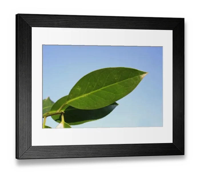 Framed Print : European Holly (Ilex aquifolium) close-up of mature leaf, spineless shape from upper crown, Mendlesham, Suffolk Framed Print : European Holly (Ilex aquifolium) close-up of mature leaf, spineless shape from upper crown, Mendlesham, Suffolk