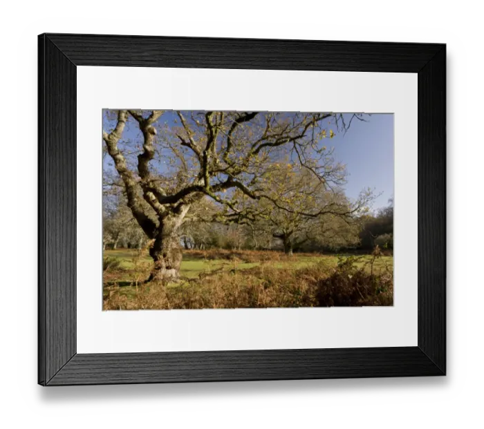 Framed Print : Common Oak (Quercus robur) habit, mature trees in grazed grassland habitat, Lucy Hill, New Forest, Hampshire, England Framed Print : Common Oak (Quercus robur) habit, mature trees in grazed grassland habitat, Lucy Hill, New Forest, Hampshire, England