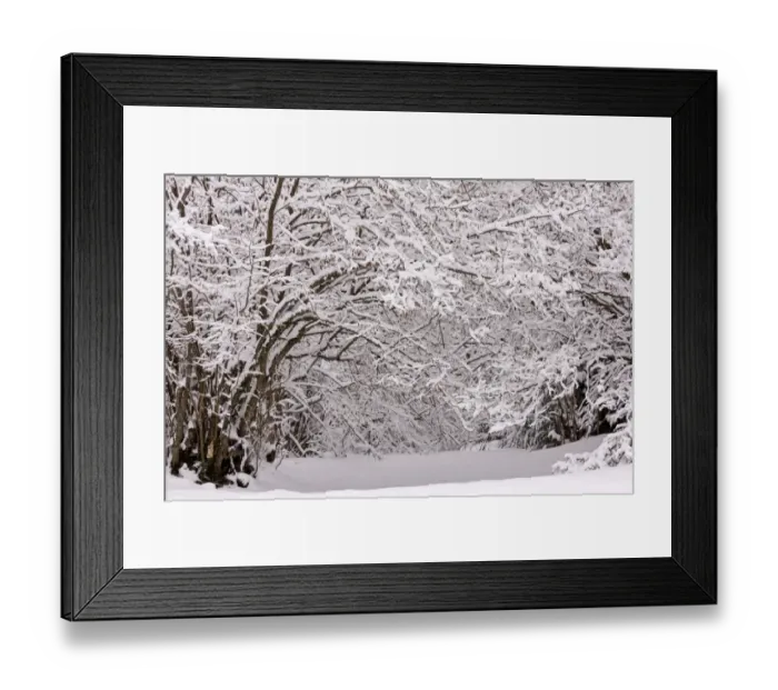 Framed Print : Common Hazel (Corylus avellana) habit, with catkins, covered with snow, Picos de Europa, Cantabrian Mountains, Spain Framed Print : Common Hazel (Corylus avellana) habit, with catkins, covered with snow, Picos de Europa, Cantabrian Mountains, Spain