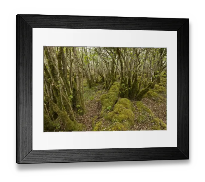 Framed Print : Common Hazel (Corylus avellana) ancient coppice woodland on limestone pavement, Burren N. P Framed Print : Common Hazel (Corylus avellana) ancient coppice woodland on limestone pavement, Burren N. P