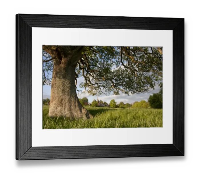 Framed Print : Common Oak (Quercus robur) trunk and branches, growing in meadow at edge of village, Hurstpierpoint, West Sussex Framed Print : Common Oak (Quercus robur) trunk and branches, growing in meadow at edge of village, Hurstpierpoint, West Sussex