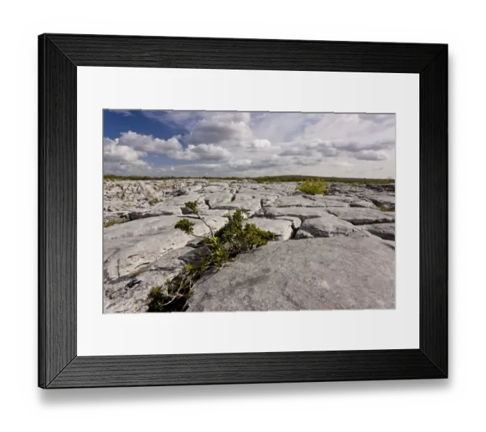 Framed Print : European Holly (Ilex aquifolium) stunted habit, growing on limestone pavement, near Lough Geallain, Burren N. P Framed Print : European Holly (Ilex aquifolium) stunted habit, growing on limestone pavement, near Lough Geallain, Burren N. P