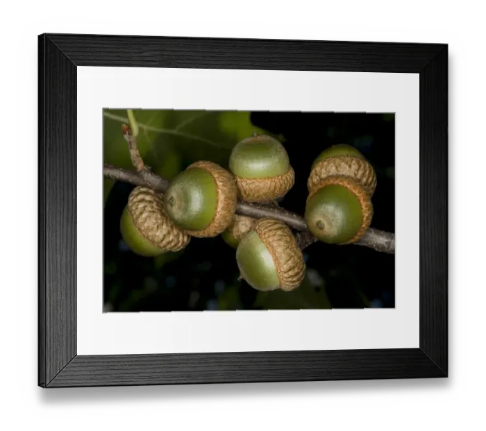 Framed Print : Pin Oak (Quercus palustris) close-up of acorns, Ottawa, Ontario, Canada, August
