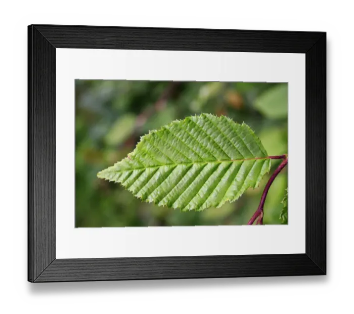 Framed Print : European Hornbeam (Carpinus betulus) close-up of leaf, growing in hedgerow, Bacton, Suffolk, England, July Framed Print : European Hornbeam (Carpinus betulus) close-up of leaf, growing in hedgerow, Bacton, Suffolk, England, July