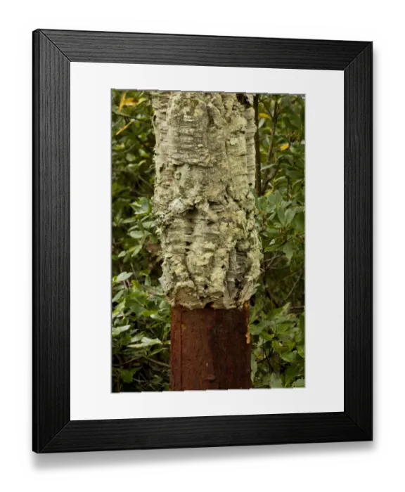 Framed Print : Cork Oak (Quercus suber) close-up of trunk, with harvested bark, growing in managed forest on basalt plateau