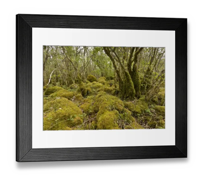 Framed Print : Common Hazel (Corylus avellana) ancient coppice woodland on limestone pavement, Burren N. P Framed Print : Common Hazel (Corylus avellana) ancient coppice woodland on limestone pavement, Burren N. P