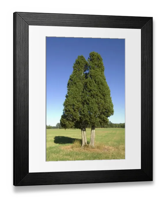 Framed Print : Common Juniper (Juniperus communis) habit, two mature trees in field, Sweden Framed Print : Common Juniper (Juniperus communis) habit, two mature trees in field, Sweden