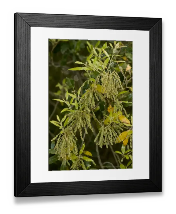 Framed Print : Holm Oak (Quercus ilex) close-up of flowers and leaves, Sardinia, Italy, April Framed Print : Holm Oak (Quercus ilex) close-up of flowers and leaves, Sardinia, Italy, April