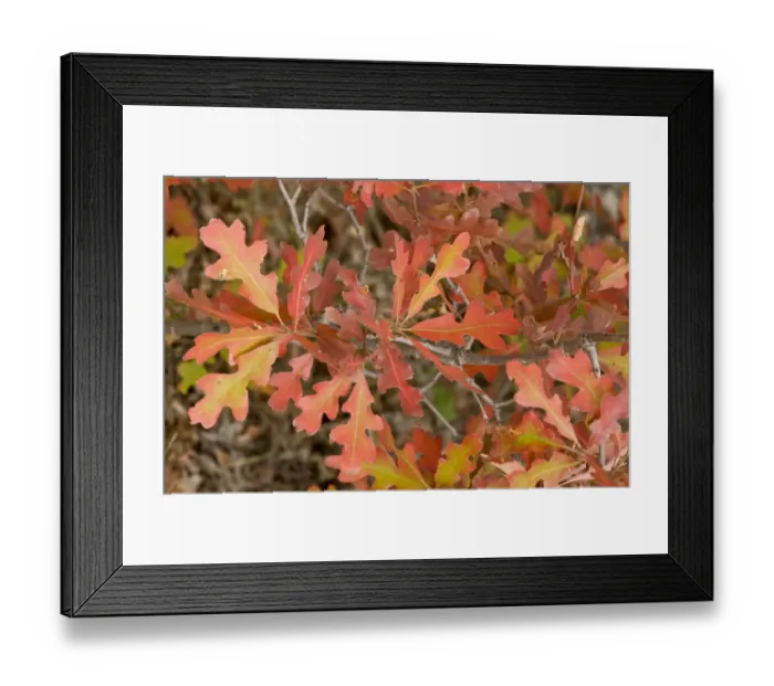 Framed Print : Gambel Oak (Quercus gambelii) close-up of leaves in autumn colour, Utah, U. S. A. September Framed Print : Gambel Oak (Quercus gambelii) close-up of leaves in autumn colour, Utah, U. S. A. September