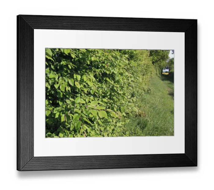 Framed Print : European Hornbeam (Carpinus betulus) leaves, growing in hedgerow beside footpath on farmland, Bacton, Suffolk, England Framed Print : European Hornbeam (Carpinus betulus) leaves, growing in hedgerow beside footpath on farmland, Bacton, Suffolk, England
