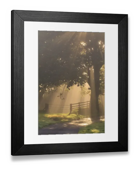 Framed Print : Sessile Oak (Quercus petraea) habit, growing beside gate on farm, backlit in fog with sunbeams, Powys, Wales, October Framed Print : Sessile Oak (Quercus petraea) habit, growing beside gate on farm, backlit in fog with sunbeams, Powys, Wales, October
