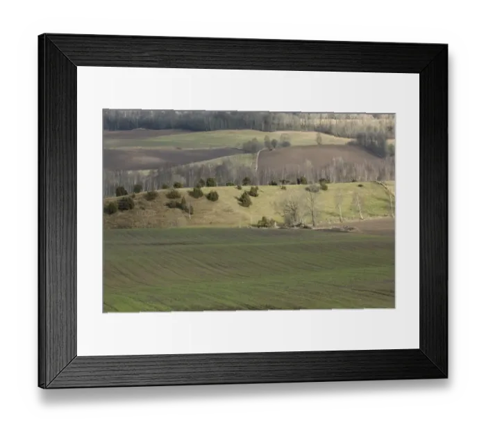 Framed Print : Common Juniper (Juniperus communis) habit, growing on ridge in arable farmland, Vastergotland, Sweden, spring Framed Print : Common Juniper (Juniperus communis) habit, growing on ridge in arable farmland, Vastergotland, Sweden, spring