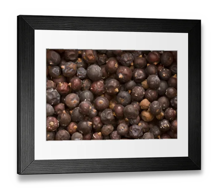 Framed Print : Common Juniper (Juniperus communis) pile of berries, organically grown in Turkey