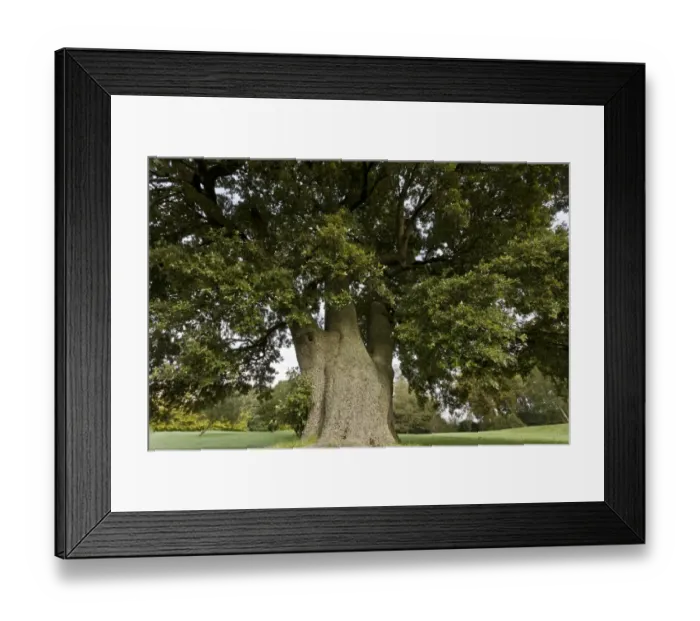 Framed Print : Holm Oak (Quercus ilex) habit, Dorest, England, October Framed Print : Holm Oak (Quercus ilex) habit, Dorest, England, October