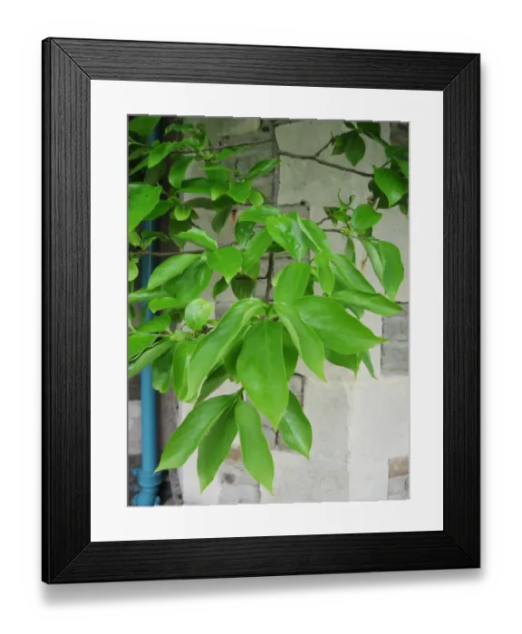 Framed Print : Japanese Persimmon (Diospyros kaki) close-up of leaves, growing beside building, Oxfordshire, England, May Framed Print : Japanese Persimmon (Diospyros kaki) close-up of leaves, growing beside building, Oxfordshire, England, May