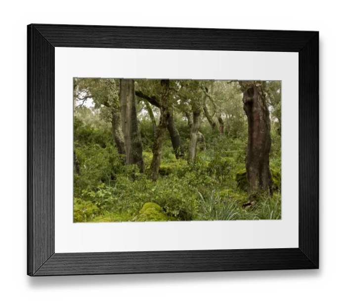 Framed Print : Cork Oak (Quercus suber) managed forest habitat on basalt plateau, Giara di Gesturi, Sardinia, Italy, April Framed Print : Cork Oak (Quercus suber) managed forest habitat on basalt plateau, Giara di Gesturi, Sardinia, Italy, April