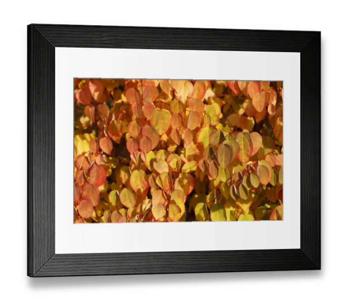 Framed Print : Katsura Tree (Cercidiphyllum japonicum) close-up of leaves, in autumn colour, in garden, Powys, Wales, October