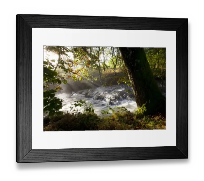 Framed Print : Sessile Oak (Quercus petraea) trunk, growing on riverbank beside fast-flowing river, upper River Severn Framed Print : Sessile Oak (Quercus petraea) trunk, growing on riverbank beside fast-flowing river, upper River Severn